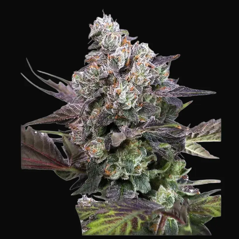 Candy Bubatz XL