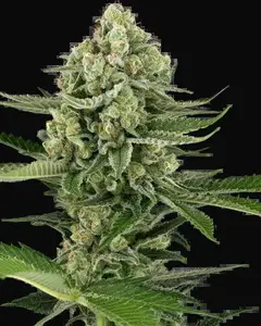 Candy Buds Automatic