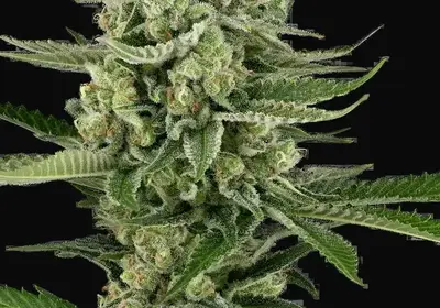 Candy Buds Automatic