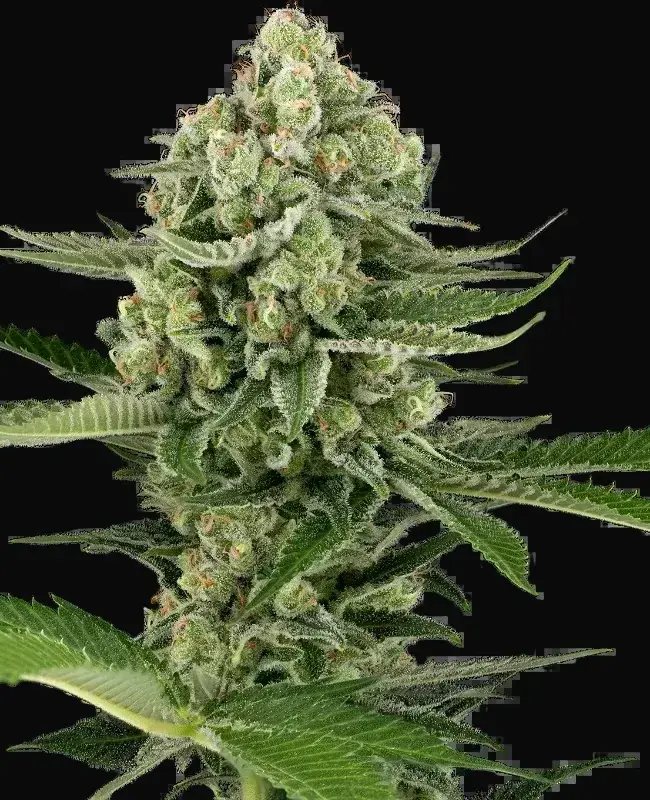 Candy Buds Automatic