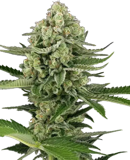Candy Buds Automatic