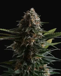 Candy Cream Go Fast