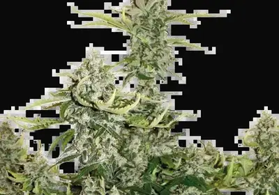 Candy Dawg Auto
