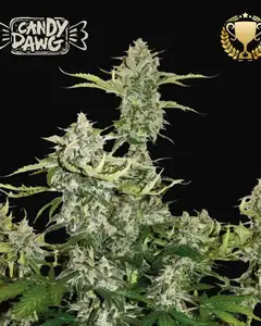 Candy Dawg Auto