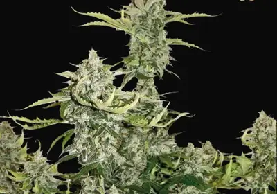 Candy Dawg Auto