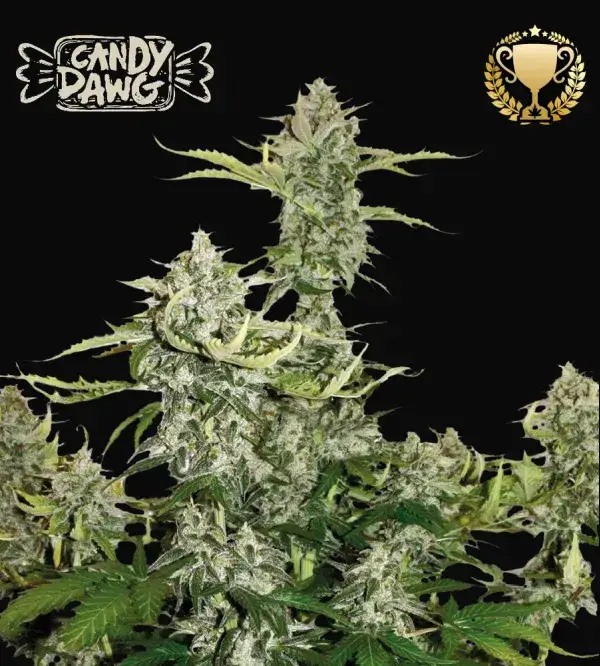 Candy Dawg Auto