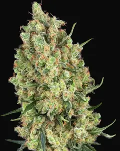 Candy Hash Feminized