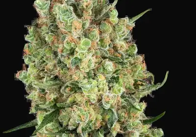 Candy Hash Feminized