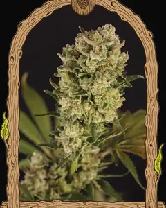 Candy Jungle Auto