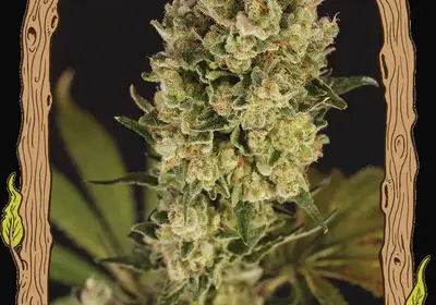 Candy Jungle Auto