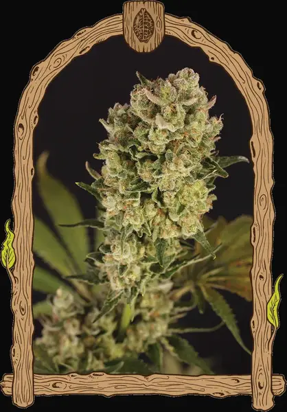 Candy Jungle Auto