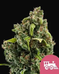 Candy Kush Express (Fast Flowering)