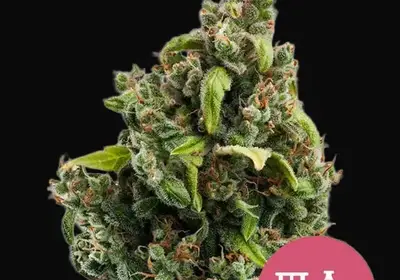 Candy Kush Express (Fast Flowering)