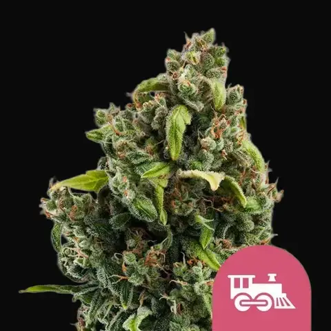 Candy Kush Express (Fast Flowering)