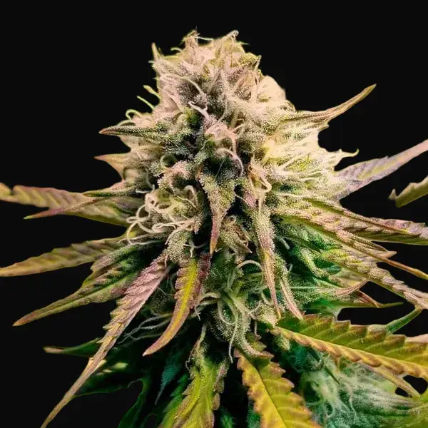 Candy Kush Express (Fast Flowering) — zdjęcie 5