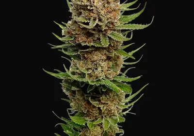 Candyfloss