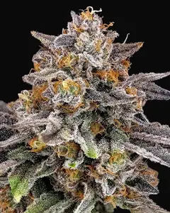 CandyGaz