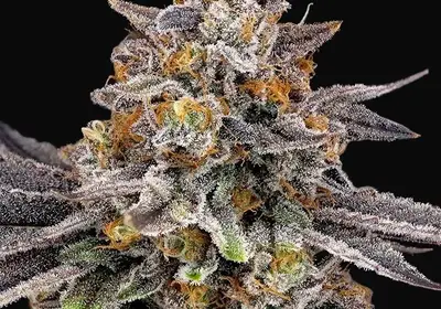 CandyGaz