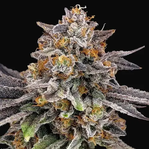 CandyGaz
