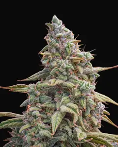 Canna-Cheese CBD 1:1 Auto