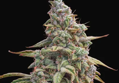 Canna-Cheese CBD 1:1 Auto