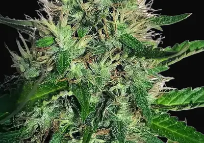 Cannabis Light