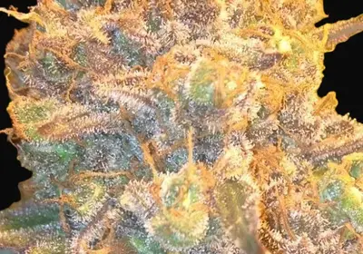 Cannatonic Regular
