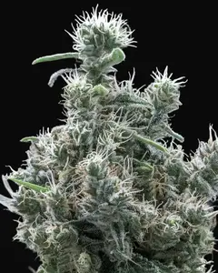 Cannatonic