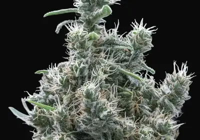 Cannatonic