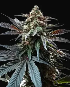 Cap Junky