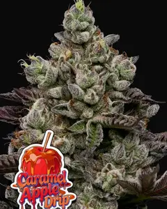 Caramel Apple Drip