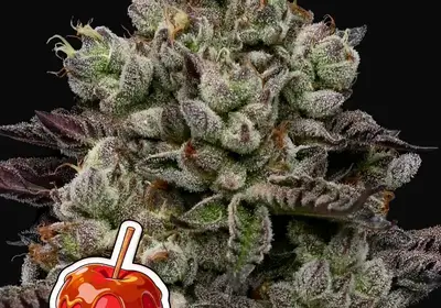 Caramel Apple Drip