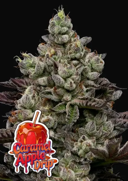 Caramel Apple Drip