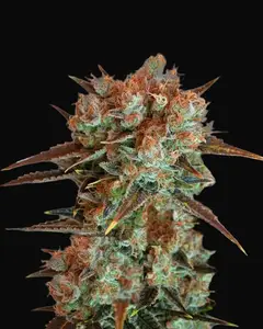 Caramel King