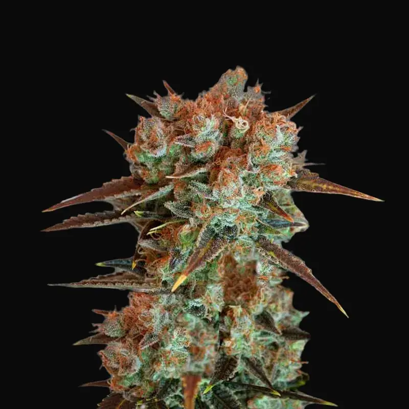 Caramel King