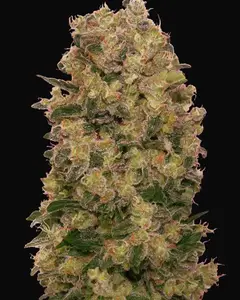 Caramel Kush