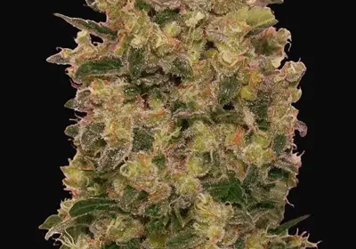Caramel Kush