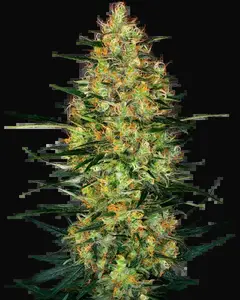 Caramellow Kush Automatic