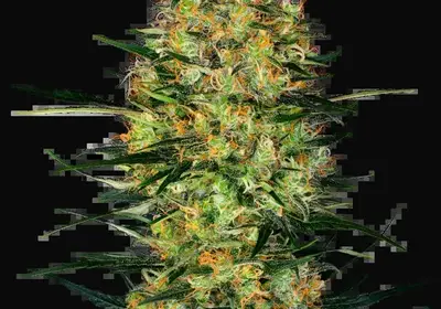 Caramellow Kush Automatic