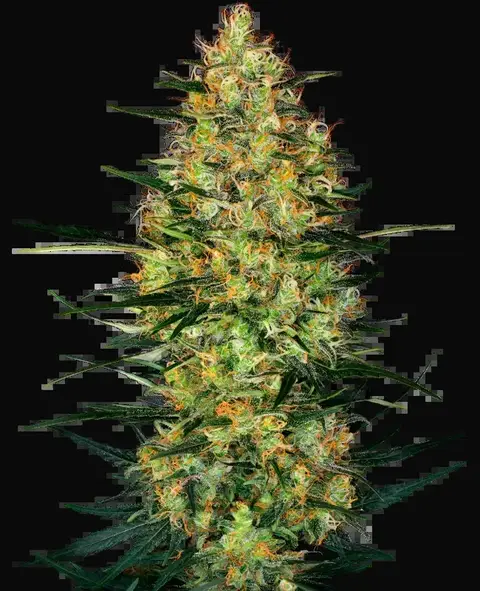 Caramellow Kush Automatic