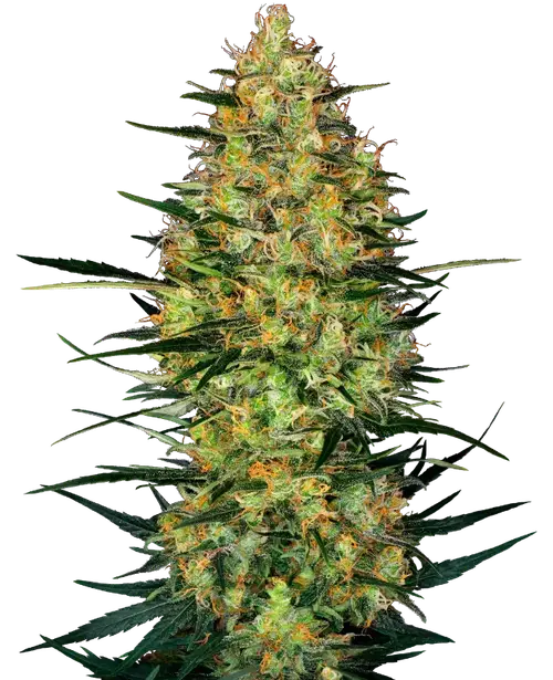 Caramellow Kush Automatic