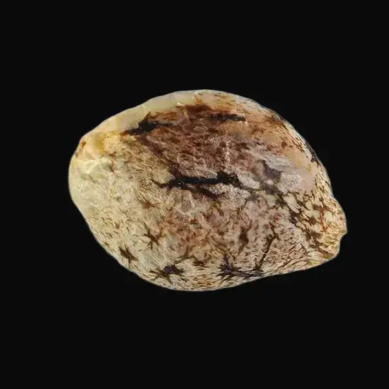 Caramelo Early Version — zdjęcie 3