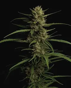 Caribbean Queen