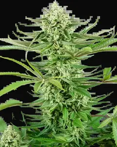Cashew Kush Feminized