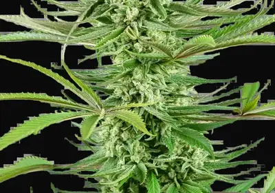 Cashew Kush Feminized
