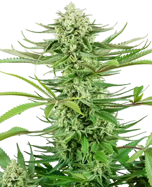 Cashew Kush Feminized
