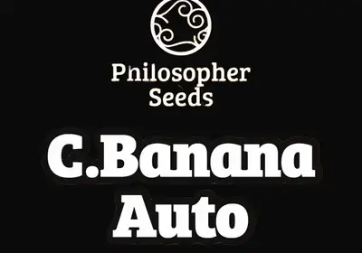 C.Banana Auto