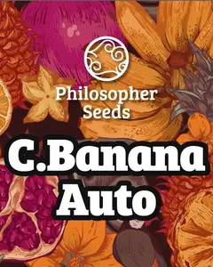 C.Banana Auto