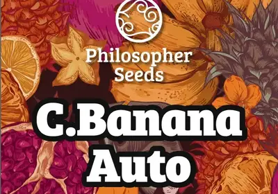 C.Banana Auto