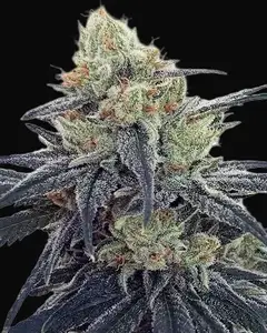 CBD #1